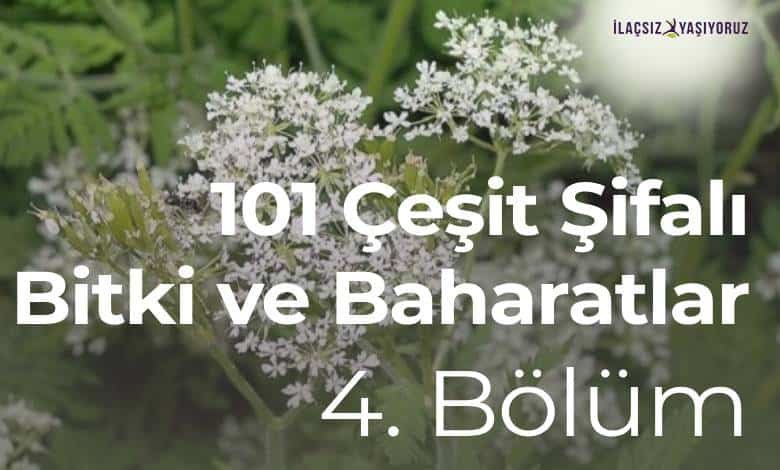 101 Çeşit Şifalı Bitki ve Baharatlar 4. Bölüm
